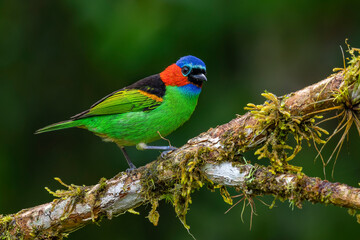 Saíra Militar | Red-necked Tanager