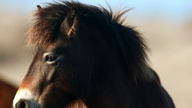 Closeup sunlit wild exmoor pony horse have rest standing in the middle of pasture in late autumn nature habitat in Milovice, Czech republic. Protected animals considered as horse ancestor