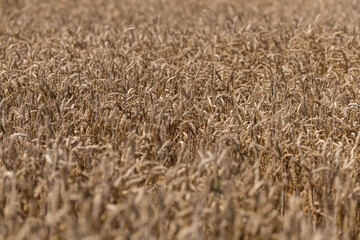 Ripening grain in the field.