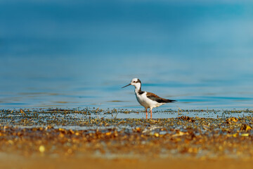 Pernilongo-de-costas-brancas | White-backed Stilt