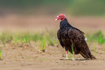 Urubu-de-cabeça-vermelha | Turkey Vulture