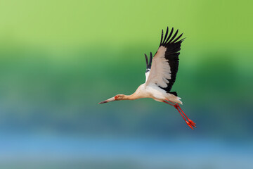 Maguari | Maguari Stork