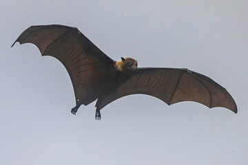Wild Samoan Fruit Bat in the National Park of American Samoa on the island of Tutuila.