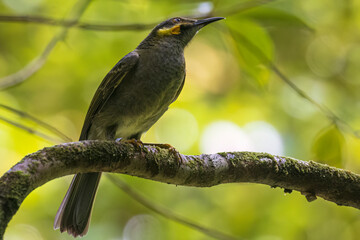 A wild eastern wattled-honeyeater on the island of Tutuila in the National Park of American Samoa.