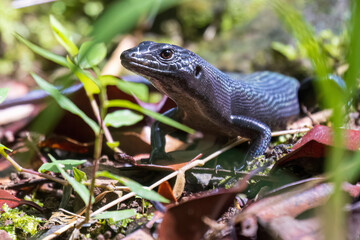 Fototapeta premium A wild black emo skink on the island of Tutuila in the National Park of American Samoa.