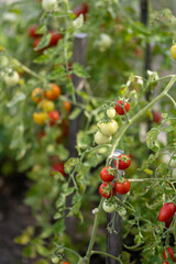 Red tomatoes on the plant.