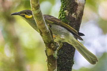 A wild eastern wattled-honeyeater on the island of Tutuila in the National Park of American Samoa.