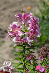 Pink lily flowers on a plant.