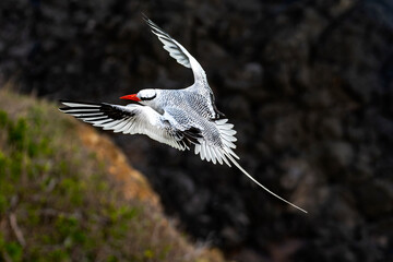 Rabo-de-palha-de-bico-vermelho | Red-billed Tropicbird