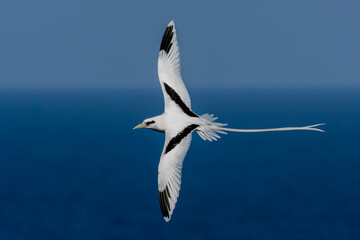 Fototapeta premium Rabo-de-palha-de-bico-laranja | White-tailed Tropicbird
