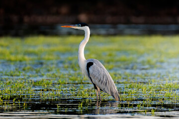 Garça-moura | Cocoi Heron