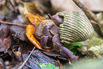 A wild hermit crab on the island of Tutuila in the National Park of American Samoa.
