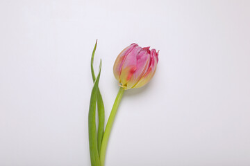 One pink tulip on white background, top view