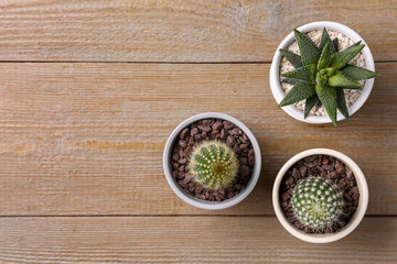 Different succulent plants in pots on wooden table, flat lay. Space for text