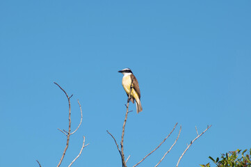 kingfisher on the branch