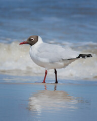 Gaivota-maria-velha | Brown-hooded Gull
