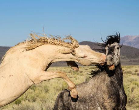 Wild Horse Love Bite