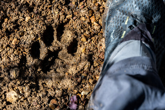 Mountain Lion Paw With Shoe For Comparison