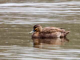 Pacific Black Duck in Queensland Australia