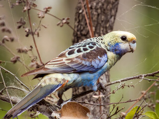 Pale-headed Rosella in Queensland Australia