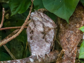 Papuan Frogmouth in Queensland Australia