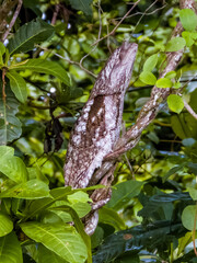 Papuan Frogmouth in Queensland Australia