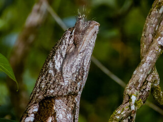 Papuan Frogmouth in Queensland Australia