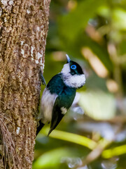 Pied Monarch in Queensland Australia
