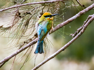 Rainbow Bee-eater in Queensland Australia