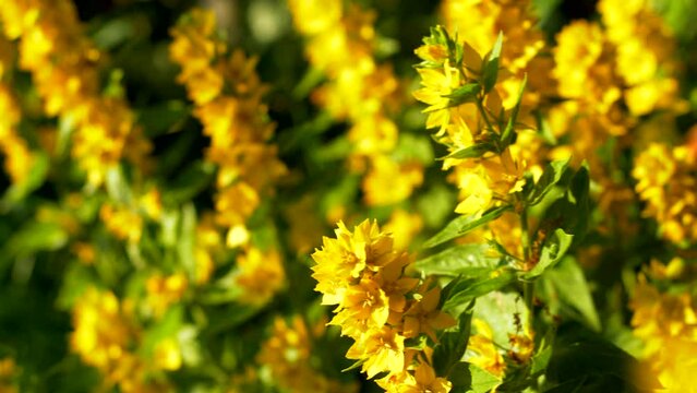 Yellow Loosestrife Lysimachia Punctata Garden Flowers Wildflower Summer Day
