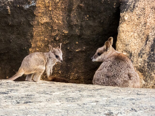 Naklejka na ściany i meble Rock Wallaby in Queensland Australia