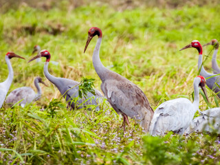 Obraz premium Sarus Crane in Queensland Australia