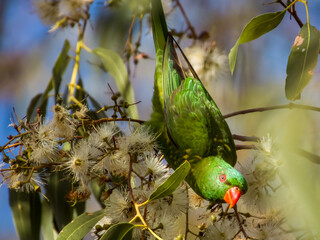 Scaly-breasted Lorikeet in Queensland Australia