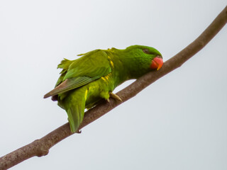 Scaly-breasted Lorikeet in Queensland Australia