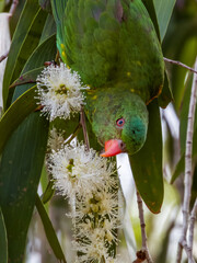 Scaly-breasted Lorikeet in Queensland Australia