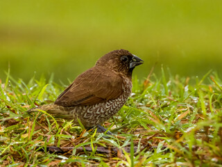 Scaly-breasted Munia in Queensland Australia