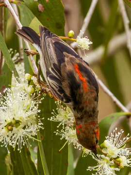 Scarlet Honeyeater Myzomela in Queensland Australia