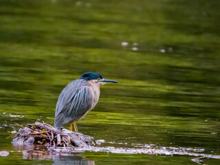 Striated Heron in Queensland Australia