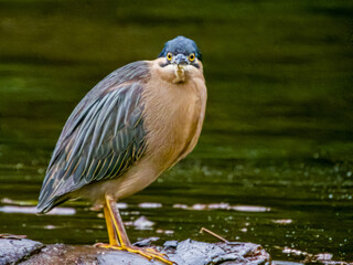 Striated Heron in Queensland Australia