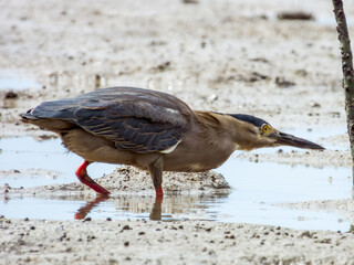 Striated Heron in Queensland Australia