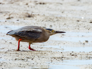 Striated Heron in Queensland Australia