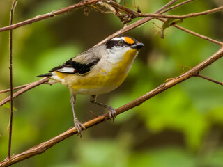 Obraz premium Striated Pardalote in Queensland Australia