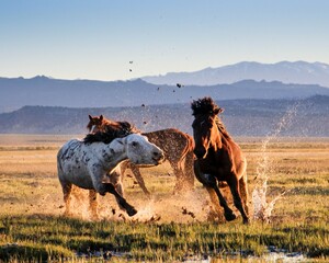 Wild Stallion Chase in Spring Water