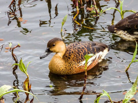 Wandering Whistling Duck in Queensland Australia