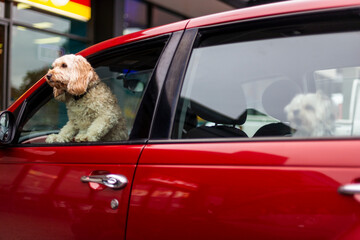 dog in car