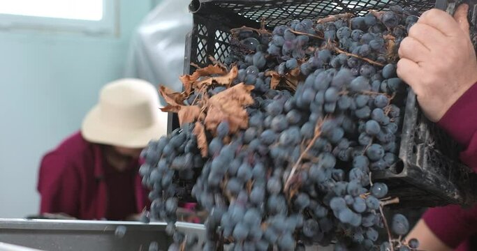 Close-up shot of grapes loading into the crushing machine. Production of wine and cognac in a private wine factory. Crushing grapes at a winery. Grape harvest. Wine production process.