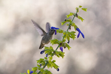 Anna's Hummingbnird Female Feeding on Purple Limelight Sage Flowers