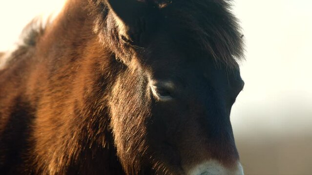 Closeup sunlit wild exmoor pony horse have rest standing in the middle of pasture in late autumn nature habitat in Milovice, Czech republic. Protected animals considered as horse ancestor