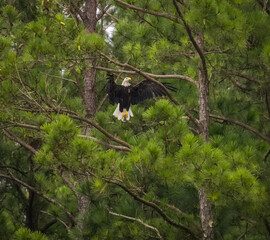 American Bald eagle in pine trees at West Point Dam in Georgia.