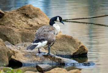 Canadian Goose sitting on the rocks at West Point Dam in Georgia.